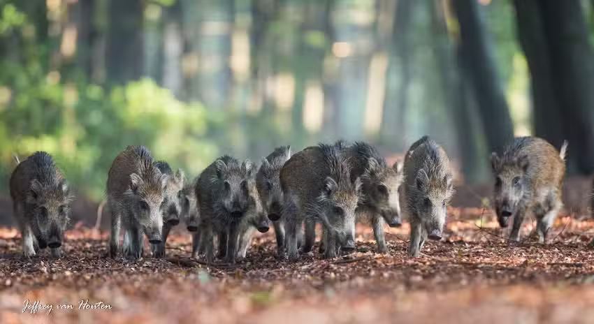 Wildlife Monitoring Solutions