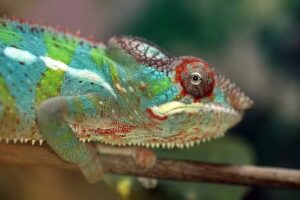 Wim Naarding Fotografie