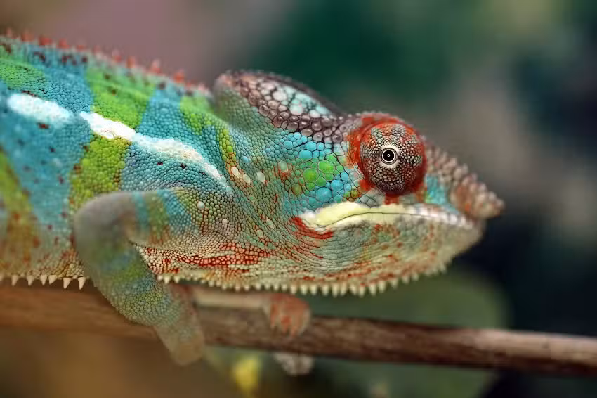 Wim Naarding Fotografie