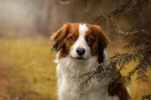 Woofs&Wonders fotografie