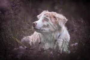 Yvonne Hulzebos Fotografie