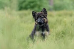 Zwany van Oene Fotografie